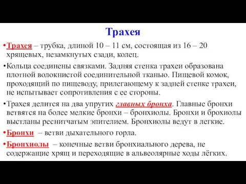 Трахея Трахея – трубка, длиной 10 – 11 см, состоящая из