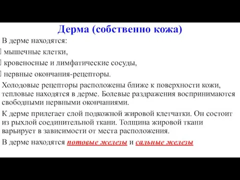 Дерма (собственно кожа) В дерме находятся: мышечные клетки, кровеносные и лимфатические