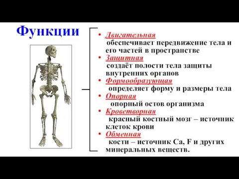 Двигательная обеспечивает передвижение тела и его частей в пространстве Защитная создаёт