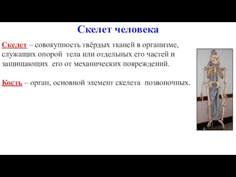 Скелет – совокупность твёрдых тканей в организме, служащих опорой тела или