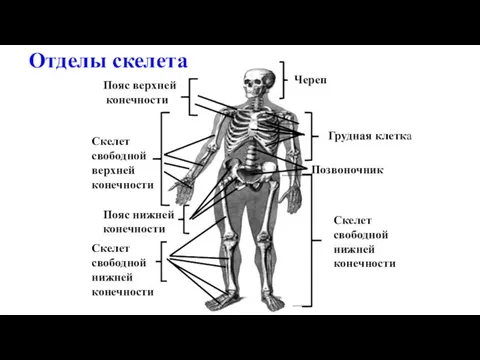 Пояс верхней конечности Скелет свободной верхней конечности Череп Грудная клетка Позвоночник