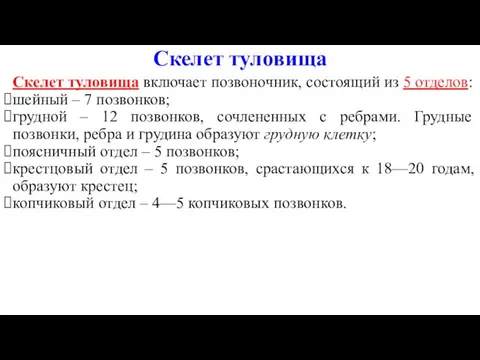 Скелет туловища Скелет туловища включает позвоночник, состоящий из 5 отделов: шейный