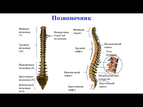 Шейные позвонки (7) Грудные позвонки (12) Поясничные позвонки (5) Крестцовые позвонки