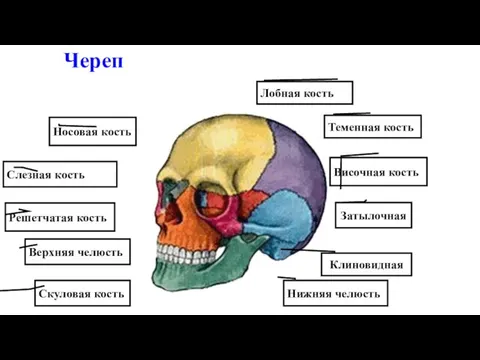 Лобная кость Череп Теменная кость Височная кость Нижняя челюсть Скуловая кость