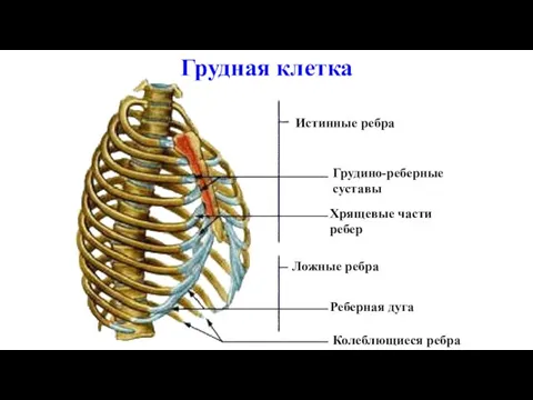 Истинные ребра Грудино-реберные суставы Хрящевые части ребер Ложные ребра Реберная дуга Колеблющиеся ребра Грудная клетка