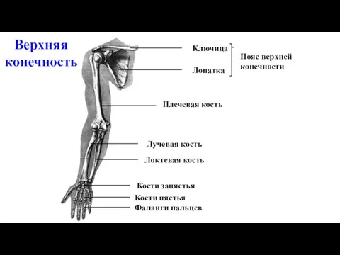 Ключица Лопатка Плечевая кость Локтевая кость Лучевая кость Кости запястья Фаланги