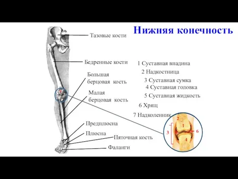 Тазовые кости Бедренные кости Большая берцовая кость Малая берцовая кость Предплюсна