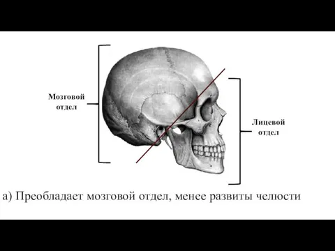 а) Преобладает мозговой отдел, менее развиты челюсти Лицевой отдел Мозговой отдел