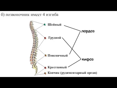 б) позвоночник имеет 4 изгиба лордоз кифоз Шейный Грудной Поясничный Копчик (рудиментарный орган) Крестцовый