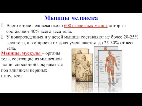 Мышцы человека Всего в теле человека около 600 скелетных мышц, которые