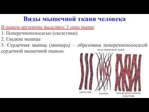 В нашем организме выделяют 3 типа мышц: 1. Поперечнополосатые (скелетные) 2.