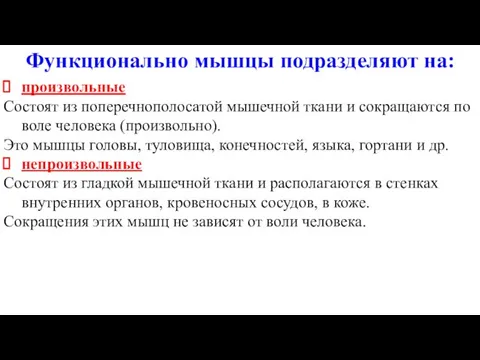 Функционально мышцы подразделяют на: произвольные Состоят из поперечнополосатой мышечной ткани и