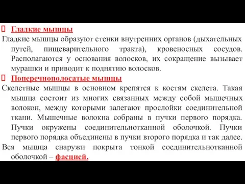 Гладкие мышцы Гладкие мышцы образуют стенки внутренних органов (дыхательных путей, пищеварительного