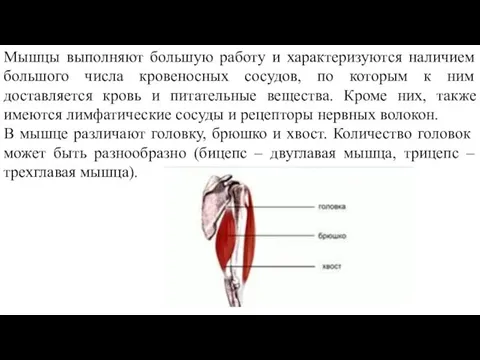 Мышцы выполняют большую работу и характеризуются наличием большого числа кровеносных сосудов,