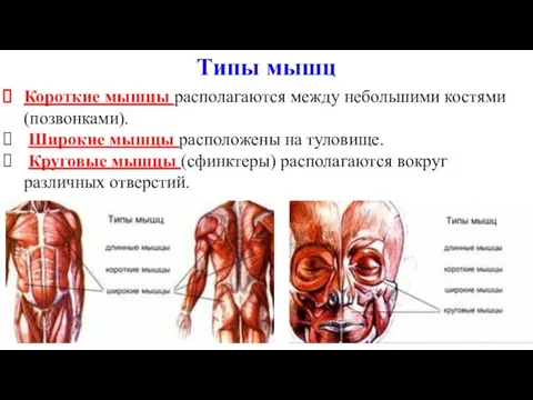 Короткие мышцы располагаются между небольшими костями (позвонками). Широкие мышцы расположены на