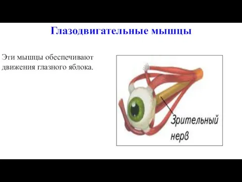 Глазодвигательные мышцы Эти мышцы обеспечивают движения глазного яблока.