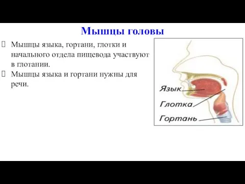 Мышцы языка, гортани, глотки и начального отдела пищевода участвуют в глотании.