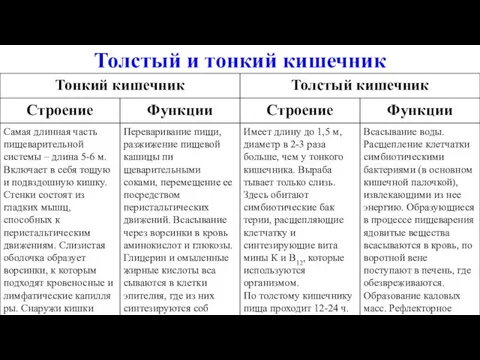 Толстый и тонкий кишечник