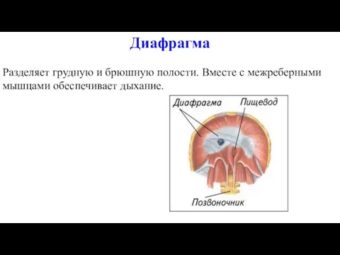 Разделяет грудную и брюшную полости. Вместе с межреберными мышцами обеспечивает дыхание. Диафрагма