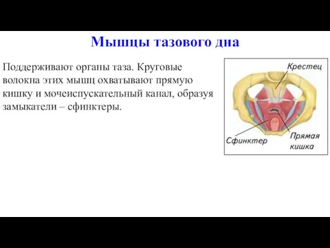 Мышцы тазового дна Поддерживают органы таза. Круговые волокна этих мышц охватывают