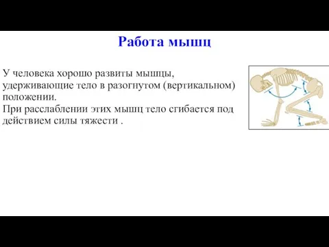 У человека хорошо развиты мышцы, удерживающие тело в разогнутом (вертикальном) положении.