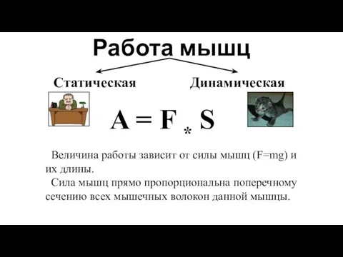 Работа мышц Статическая Динамическая A = F * S Величина работы