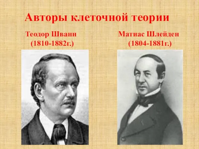 Авторы клеточной теории Теодор Шванн (1810-1882г.) Матиас Шлейден (1804-1881г.)