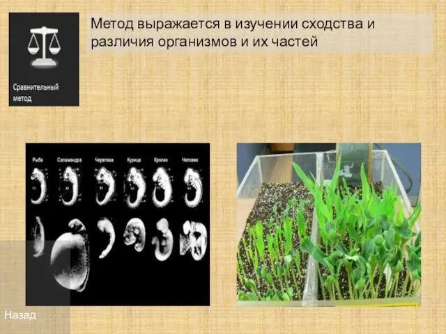 Метод выражается в изучении сходства и различия организмов и их частей Назад