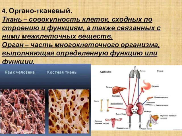 4. Органо-тканевый. Ткань – совокупность клеток, сходных по строению и функциям,