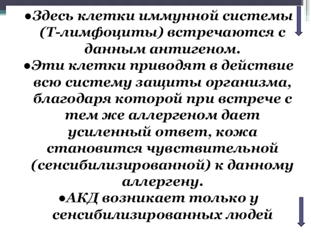 Здесь клетки иммунной системы (Т-лимфоциты) встречаются с данным антигеном. Эти клетки