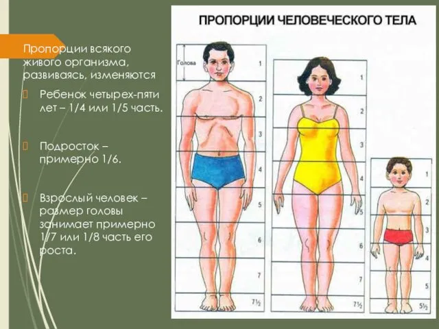 Пропорции всякого живого организма, развиваясь, изменяются Ребенок четырех-пяти лет – 1/4