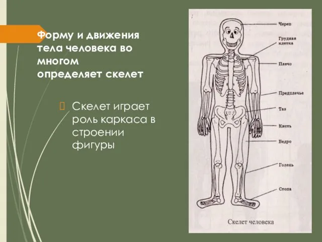 Форму и движения тела человека во многом определяет скелет Скелет играет роль каркаса в строении фигуры