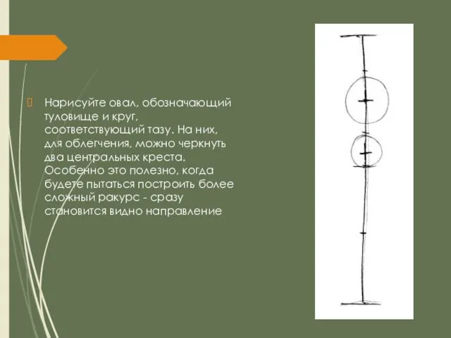 Нарисуйте овал, обозначающий туловище и круг, соответствующий тазу. На них, для