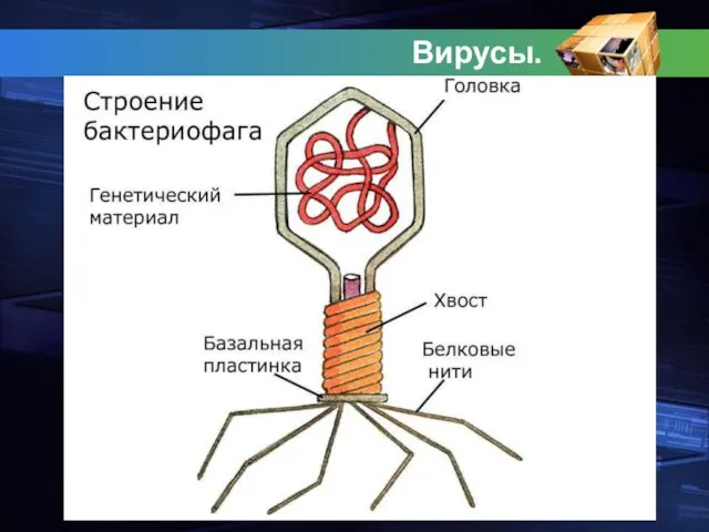 Вирусы.