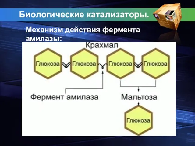 Биологические катализаторы. Механизм действия фермента амилазы: