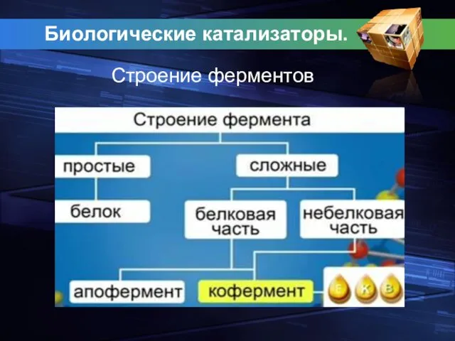 Биологические катализаторы. Строение ферментов