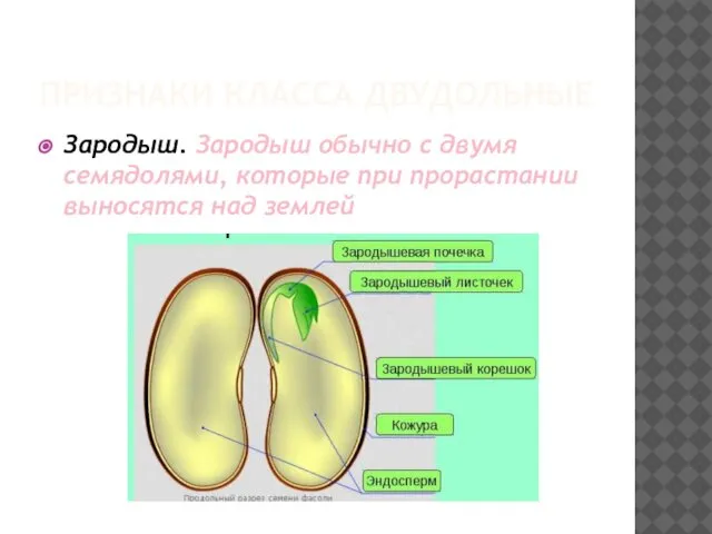 ПРИЗНАКИ КЛАССА ДВУДОЛЬНЫЕ Зародыш. Зародыш обычно с двумя семядолями, которые при прорастании выносятся над землей