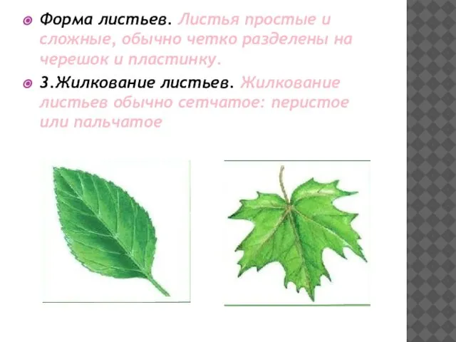 Форма листьев. Листья простые и сложные, обычно четко разделены на черешок