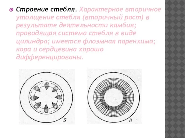 Строение стебля. Характерное вторичное утолщение стебля (вторичный рост) в результате деятельности