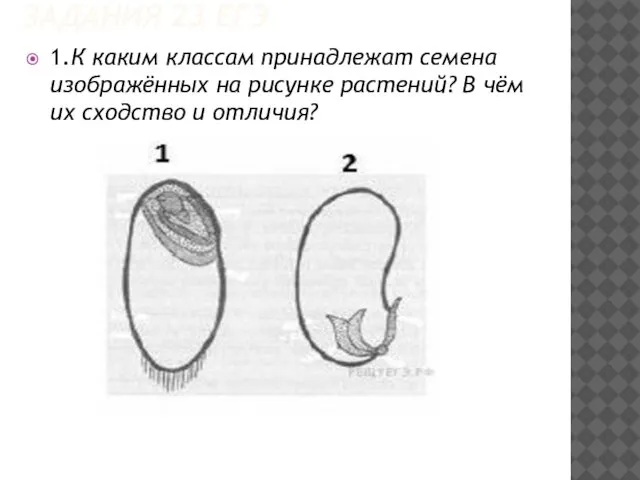 ЗАДАНИЯ 23 ЕГЭ 1.К каким классам принадлежат семена изображённых на рисунке