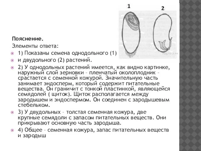 Пояснение. Элементы ответа: 1) Показаны семена однодольного (1) и двудольного (2)