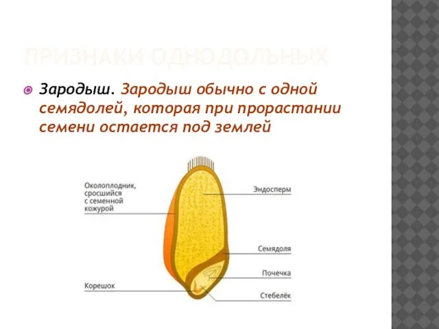 ПРИЗНАКИ ОДНОДОЛЬНЫХ Зародыш. Зародыш обычно с одной семядолей, которая при прорастании семени остается под землей