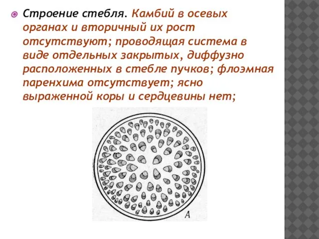 Строение стебля. Камбий в осевых органах и вторичный их рост отсутствуют;