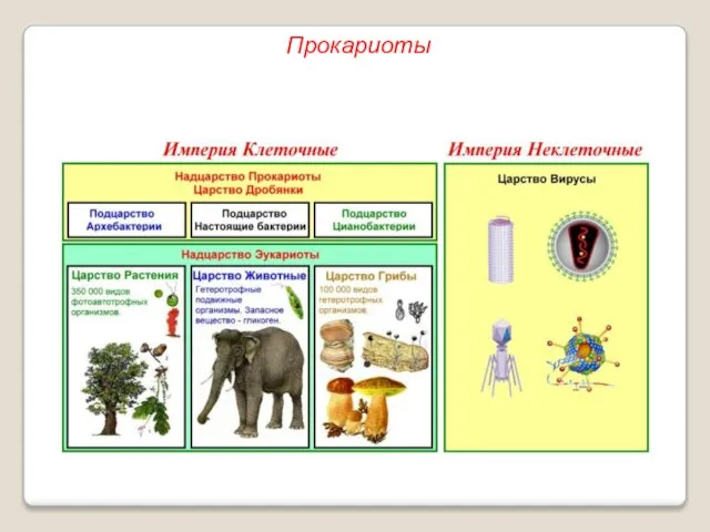 Прокариоты