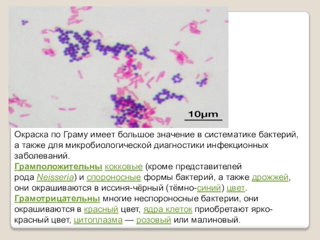 Окраска по Граму имеет большое значение в систематике бактерий, а также