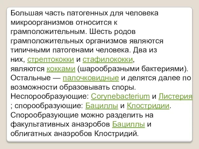 Большая часть патогенных для человека микроорганизмов относится к грамположительным. Шесть родов