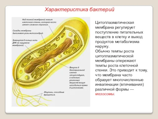 Цитоплазматическая мембрана регулирует поступление питательных веществ в клетку и выход продуктов