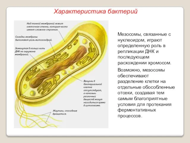 Мезосомы, связанные с нуклеоидом, играют определенную роль в репликации ДНК и