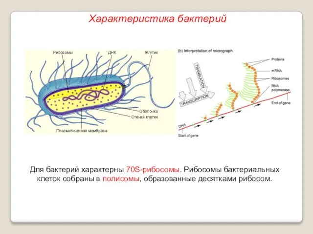 Для бактерий характерны 70S-рибосомы. Рибосомы бактериальных клеток собраны в полисомы, образованные десятками рибосом. Характеристика бактерий