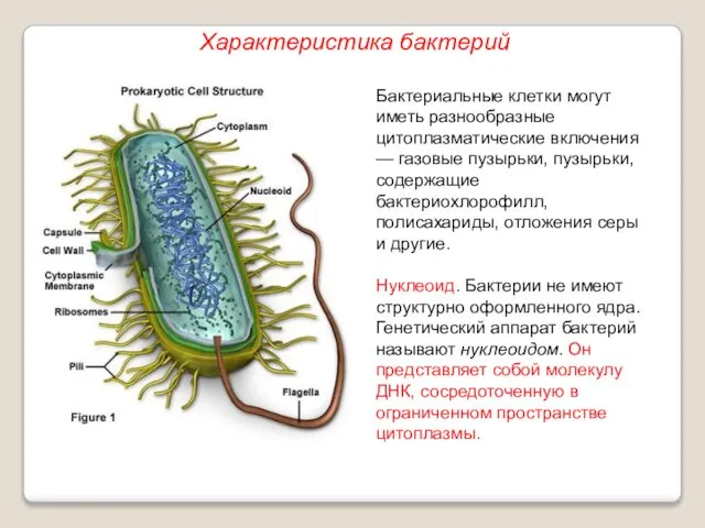 Бактериальные клетки могут иметь разнообразные цитоплазматические включения — газовые пузырьки, пузырьки,